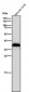 Anti-AKR1C3 Rabbit Monoclonal Antibody
